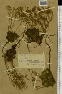 Chamaerhodos, Siberia, Yakutia (S5) (Russia)