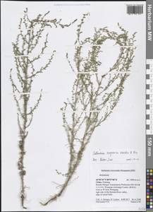 Artemisia scoparia Waldst. & Kit., South Asia, South Asia (Asia outside ex-Soviet states and Mongolia) (ASIA) (China)