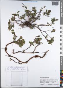 Vaccinium uliginosum L., Siberia, Western Siberia (S1) (Russia)