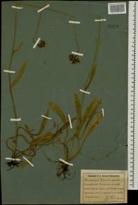 Pilosella leptophyton subsp. leptophyton, Eastern Europe, South Ukrainian region (E12) (Ukraine)