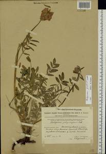 Hedysarum gmelinii Ledeb., Eastern Europe, Eastern region (E10) (Russia)