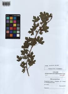 KUZ 000 048, Ribes aureum Pursh, Siberia, Altai & Sayany Mountains (S2) (Russia)