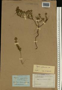 Thymus pallasianus Heinr.Braun, Eastern Europe, North Ukrainian region (E11) (Ukraine)