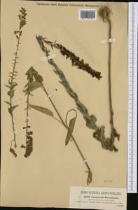 Campanula bononiensis L., Western Europe (EUR) (Austria)