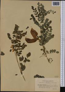 Colutea arborescens L., Western Europe (EUR) (Italy)