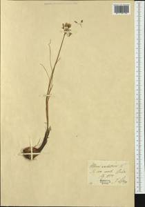 Allium moschatum L., Western Europe (EUR)