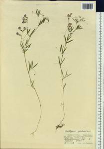 Lathyrus palustris L., Siberia, Western Siberia (S1) (Russia)