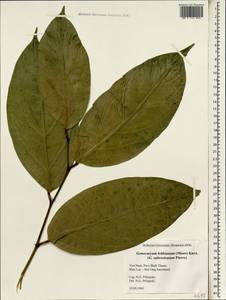 Gonocaryum lobbianum (Miers) Kurz, South Asia, South Asia (Asia outside ex-Soviet states and Mongolia) (ASIA) (Vietnam)