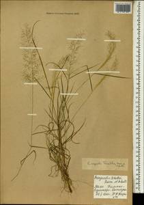 Eragrostis amabilis (L.) Wight & Arn., Africa (AFR) (Mali)