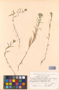 Collomia linearis Nutt., Eastern Europe, Eastern region (E10) (Russia)