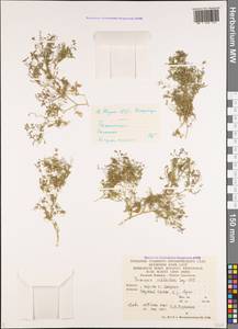 Fumaria schleicheri Soy.-Will., Caucasus, Armenia (K5) (Armenia)
