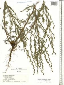 Artemisia marschalliana Spreng., Eastern Europe, Central region (E4) (Russia)