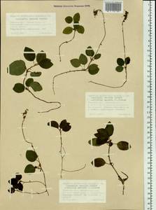 Orthilia secunda (L.) House, Siberia, Western Siberia (S1) (Russia)