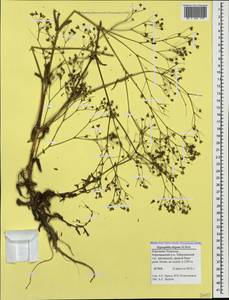 Gypsophila elegans M. Bieb., Caucasus, Stavropol Krai, Karachay-Cherkessia & Kabardino-Balkaria (K1b) (Russia)