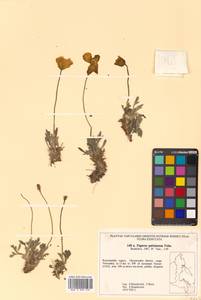 Oreomecon pulvinata (Tolm.) Krivenko, Siberia, Chukotka & Kamchatka (S7) (Russia)