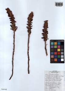 Orobanche coerulescens Stephan, Siberia, Altai & Sayany Mountains (S2) (Russia)