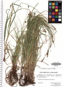 Carex spicata subsp. spicata, Eastern Europe, Middle Volga region (E8) (Russia)