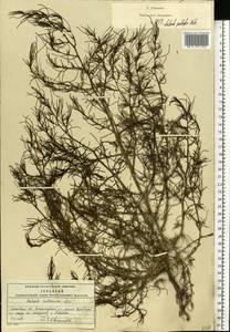 Salsola tragus L., Eastern Europe, Moscow region (E4a) (Russia)