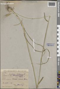 Hordeum bulbosum L., Middle Asia, Western Tian Shan & Karatau (M3) (Uzbekistan)