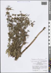 Geranium pratense L., Eastern Europe, Middle Volga region (E8) (Russia)