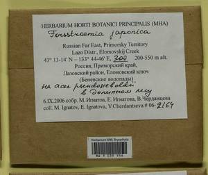 Forsstroemia japonica (Besch.) Paris, Bryophytes, Bryophytes - Russian Far East (excl. Chukotka & Kamchatka) (B20) (Russia)