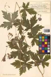 Aconitum fischeri Rchb., Siberia, Russian Far East (S6) (Russia)