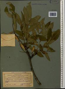 Fraxinus excelsior subsp. coriariifolia (Scheele) A.E.Murray, Caucasus, Azerbaijan (K6) (Azerbaijan)