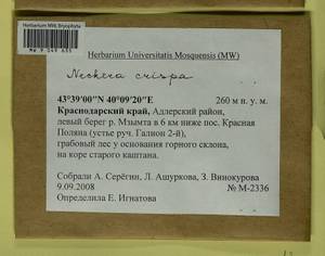 Exsertotheca crispa (Hedw.) S. Olsson, Enroth & D. Quandt, Bryophytes, Bryophytes - North Caucasus & Ciscaucasia (B12) (Russia)