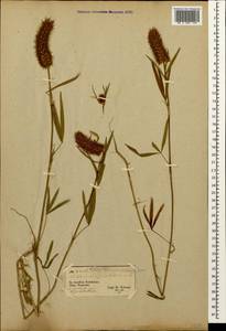 Trifolium angustifolium L., Caucasus, Georgia (K4) (Georgia)