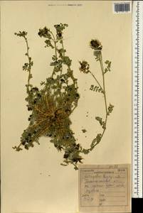 Astragalus bombycinus Boiss., South Asia, South Asia (Asia outside ex-Soviet states and Mongolia) (ASIA) (Iraq)
