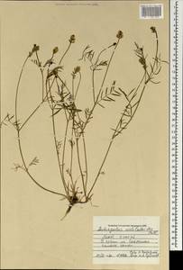 Astragalus melilotoides Pall., Mongolia (MONG) (Mongolia)