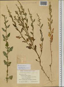 Chenopodium acerifolium Andrz., Siberia, Western Siberia (S1) (Russia)