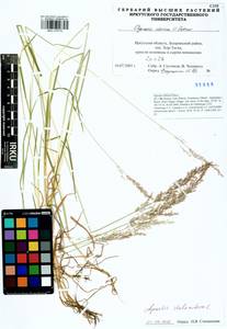 Agrostis stolonifera L., Siberia, Baikal & Transbaikal region (S4) (Russia)