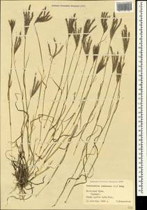 Bothriochloa ischaemum (L.) Keng, Crimea (KRYM) (Russia)