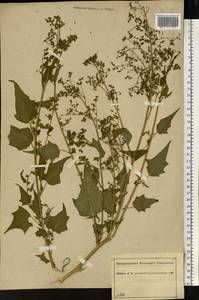 Chenopodiastrum hybridum (L.) S. Fuentes, Uotila & Borsch, Eastern Europe, Central forest region (E5) (Russia)