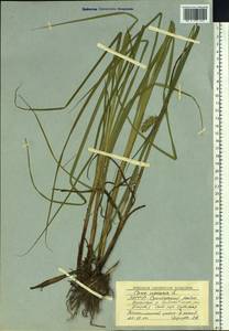 Carex vesicaria L., Siberia, Yakutia (S5) (Russia)