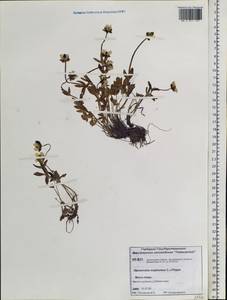 Ranunculus sulphureus Sol. ex J. B. Phipps, Siberia, Central Siberia (S3) (Russia)