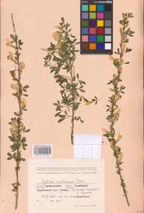 Chamaecytisus ruthenicus (Fisch. ex Woł.) Klásk., Eastern Europe, Eastern region (E10) (Russia)
