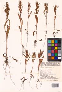 Rumex maritimus L., Eastern Europe, Lower Volga region (E9) (Russia)