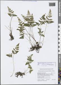 Gymnocarpium jessoense (Koidz.) Koidz., Siberia, Central Siberia (S3) (Russia)