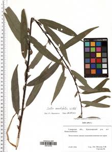 Salix acutifolia Willd., Eastern Europe, Middle Volga region (E8) (Russia)