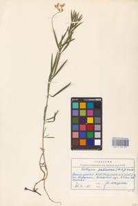 Lathyrus pallescens (M.Bieb.) K.Koch, Eastern Europe, Eastern region (E10) (Russia)