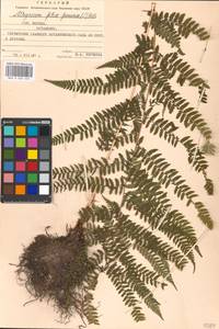 Athyrium filix-femina, Eastern Europe, Moscow region (E4a) (Russia)