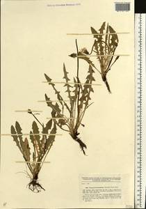 Taraxacum bessarabicum (Hornem.) Hand.-Mazz., Eastern Europe, North Ukrainian region (E11) (Ukraine)