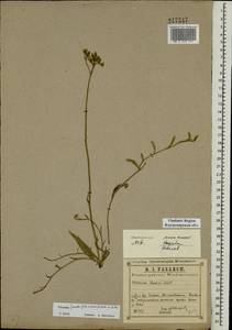 Pilosella piloselloides subsp. praealta (Gochnat) S. Bräut. & Greuter, Eastern Europe, Central region (E4) (Russia)