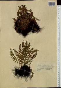 Woodsia ilvensis (L.) R. Br., Siberia, Western (Kazakhstan) Altai Mountains (S2a) (Kazakhstan)