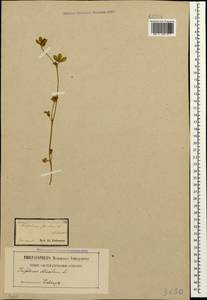 Trifolium striatum L., Caucasus (no precise locality) (K0)