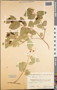 Lonicera tatarica L., Eastern Europe, North Ukrainian region (E11) (Ukraine)