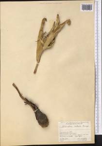Colchicum robustum (Bunge) Stef., Middle Asia, Kopet Dag, Badkhyz, Small & Great Balkhan (M1) (Turkmenistan)