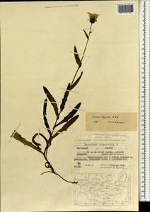 Sonchus arvensis subsp. uliginosus (M. Bieb.) Nyman, Mongolia (MONG) (Mongolia)